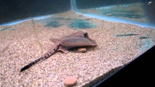 hystrix stingray giving birth [upl. by Ayrb]