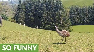 Who knew emus were such playful animals [upl. by Baldwin552]