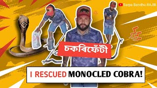 Monocled cobra চকৰী ফেটী।।। Rescue Khanamukh [upl. by Gnel231]