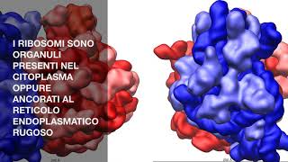 I RIBOSOMI  IN BREVE [upl. by Zandt]