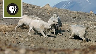 Wolf Pack Teams Up to Fight Off Intruder [upl. by Dessma728]