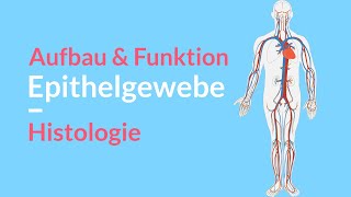 Aufbau amp Funktion des Epithelgewebes 🧪 Unterscheidung des Stratums 🤓 Erklärung der Zellen amp Haut [upl. by Gujral]