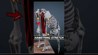 This is what your HAMSTRINGS look like when you stretch anatomy 3d stretching muscle medical [upl. by Aurita]