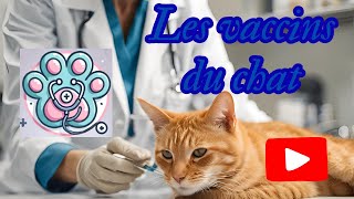 Dr Pattoune 1  Les vaccins du chat [upl. by Bush]