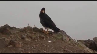 Caracara Curiquingue Carunculated Caracara [upl. by Dugaid]