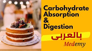 Carbohydrate Digestion and Absorption  Medemy بالعربى [upl. by Frere]