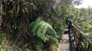 WALKING TOUR Tiritiri Matangi Auckland New Zealand [upl. by Annaik]