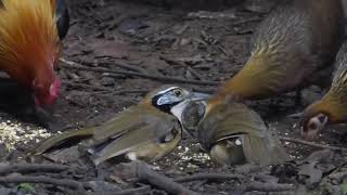 Greater Necklaced Laughingthrush Pterorhinus pectoralis Kaeng Krachan Thailand 27 Nov 2023 14 [upl. by Aleusnoc]