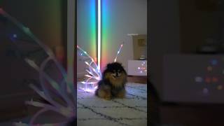 Cute Pomeranian Wears the Viral Fairy Wings 🧚 dog pomeranian viral [upl. by Vivyanne873]