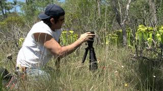 Carnivorous Plants of Northern Florida [upl. by Preuss]