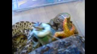 hognose vs anole [upl. by Cerallua]