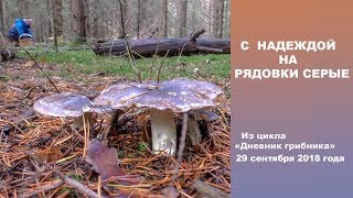 С НАДЕЖДОЙ НА РЯДОВКИ СЕРЫЕ Дневник грибника 29 сентября 2018 года [upl. by Olympe]