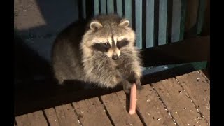 Wednesday May 8 2024  Raccoons on the porch and in the yard on a cold night [upl. by Arries]