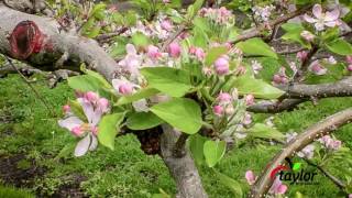 Apple blossoms Time Lapse [upl. by Hoes801]