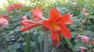 Hippeastrum petiolatum  Amarillis de campo  Flora argentina [upl. by Jer]