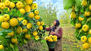 Сбор Свежей Айвы и Приготовление Повидло и Пирога [upl. by Eelymmij]