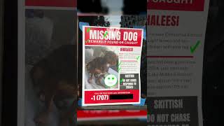 How to Find a Lost Dog  Lost Dog Flyer Critique [upl. by Buchheim]