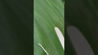 Seeing the chlorophyll of plant plants plantsvideo [upl. by Drue320]