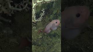 Pseudoliparis swirei Mariana Snailfish The Deepest Living Fish in the Ocean animalfacts shorts [upl. by Ytsirt]