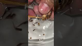 Auratus cichlid Fish giving birth to 10 baby fish ❤️👍🙏 fish aquariumfish [upl. by Adhamh]