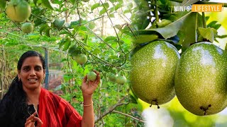 പാഷൻ ഫ്രൂട്ട് കുല കുത്തി പിടിക്കാൻ ഇതൊരു പിടി മതി  Passion Fruit Farming Tips in Malayalam [upl. by Karlee]