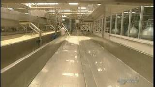 How Its Made Mozzarella cheese [upl. by Ellenohs]