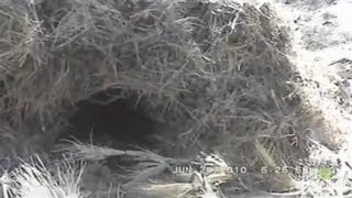 Possible Bigfoot Nest Found in Forest  Finding Bigfoot [upl. by Gereron]