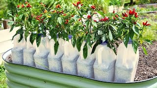 EASY Way to Grow Chilli Plants in Plastic Milk Bottles [upl. by Oigroeg]