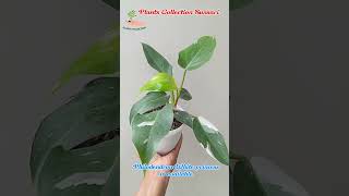 Philodendron white princess is available onlinesale homedelivery reasonableprice plants shorts [upl. by Aissak704]