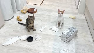 初めて子猫たちにお留守番を頼んで帰ってきたら家の中がまさかのこうなってました… [upl. by Shelden]