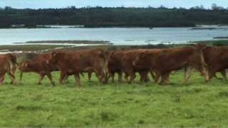 Irish Limousin Cattle Society [upl. by Nroht]