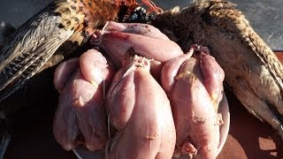 How To Prepare And Cook A PheasantPart 1 Bird Preparation [upl. by Eirol]