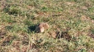 Ziesel am Badesee Trasdorf  Erdhörnchen  Ground Squirrel [upl. by Ained]