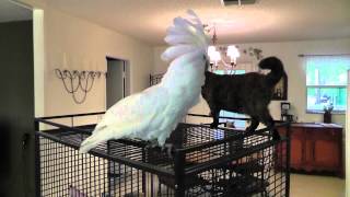 Dancing Cockatoo  funny cockatoo video  funny animal video [upl. by Anneh92]