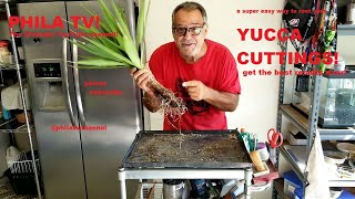 YUCCA CUTTINGS PROPAGATING AND ROOTING WITH GREAT SUCCESS IN JUST 10 WEEKS ON PHILA TV [upl. by Evalyn849]