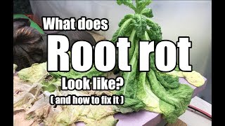 What does root rot look like and how do I fix it [upl. by Yecart]