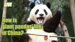 LIVE How is giant pandas’ life in China 푸바오의 미래 주거지는 이렇게 될 수 있어요 [upl. by Lita]