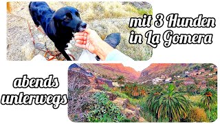 Kleiner Abendspaziergang mit drei Hunden 😍 La Gomera Vlog  Urlaub Februar 2024 [upl. by Thevenot]