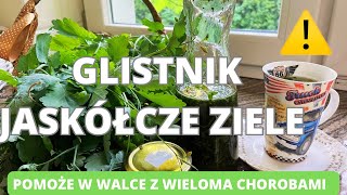 Glistnik jaskółcze ziele Pomoże w walce z wieloma chorobami zioła [upl. by Aikaj599]