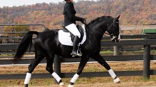 SAINT SANDRO  Oldenburg Stallion [upl. by Aon]