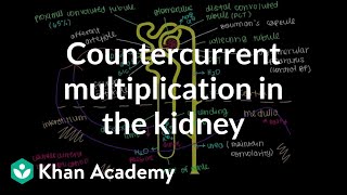 Countercurrent multiplication in the kidney  Renal system physiology  NCLEXRN  Khan Academy [upl. by Bromleigh957]