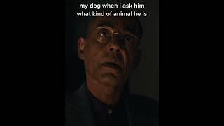 literally my dog memes antimeme breakingbad bettercallsaul walterwhite relatable memesdaily [upl. by Inus]