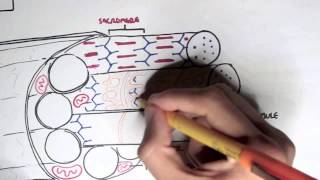 Myology  Skeletal Muscle Contraction [upl. by Brocklin]