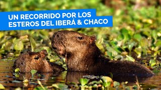 ESTEROS DEL IBERÁ amp CHACO🦔 🌴 te van a deslumbrar con su flora y fauna espectacular [upl. by Aicertap]