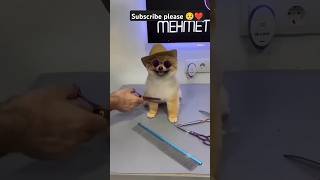 Pet Hero cutting comment favourite reels cute cuteanimal dog puppy 1million shortsviral pets [upl. by Ariaet]