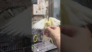 He Can also attack for millets pikkuthetiel cockatiel birdtraining birds petbirds shorts pets [upl. by Herb]