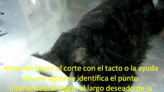 Corte de cola paso a paso y estándares para caudectomía según AKC Clínica Veterinaria Cachorro [upl. by Infield]