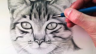 How to Draw a Cat [upl. by Retsehc]