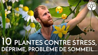 10 plantes sauvages contre le stress la déprime les problèmes de sommeil [upl. by Calla]