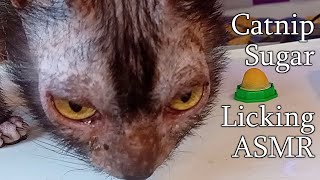 ASMR Lykoi werewolf cat eating a candy catmukbangasmr [upl. by Ecinwahs770]